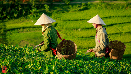 Die alten Teebäume von Yunnan – Gu Shu Cha (古树茶)