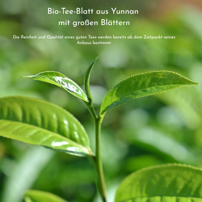 Wuliang Chun Pu – Klassische Serie | Bio Shou Pu-Erh Teekuchen 357 g (Yunnan) - NEU